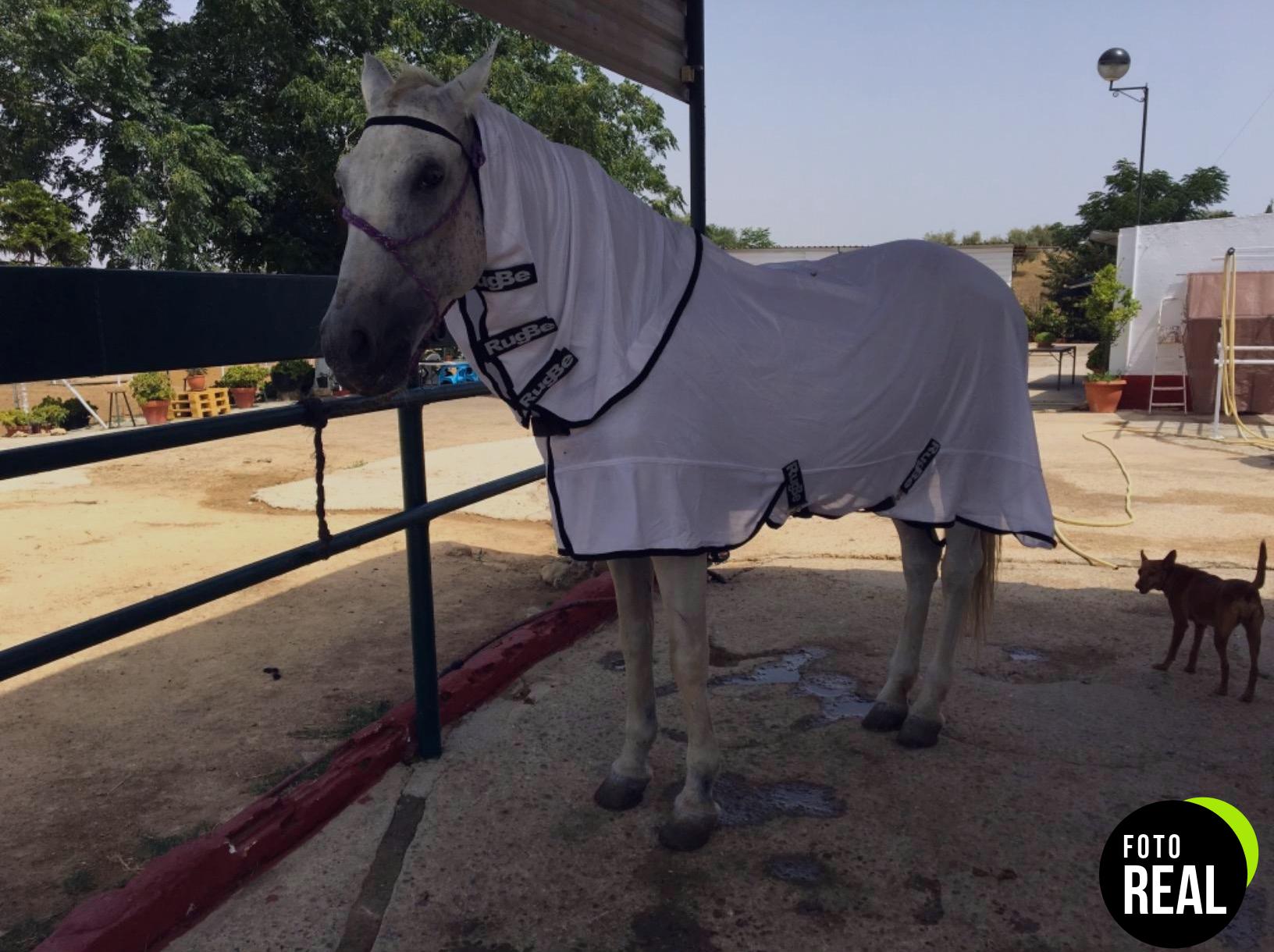 covalliero-manta-antimoscas-caballo-rugbe-superfly-foto-1