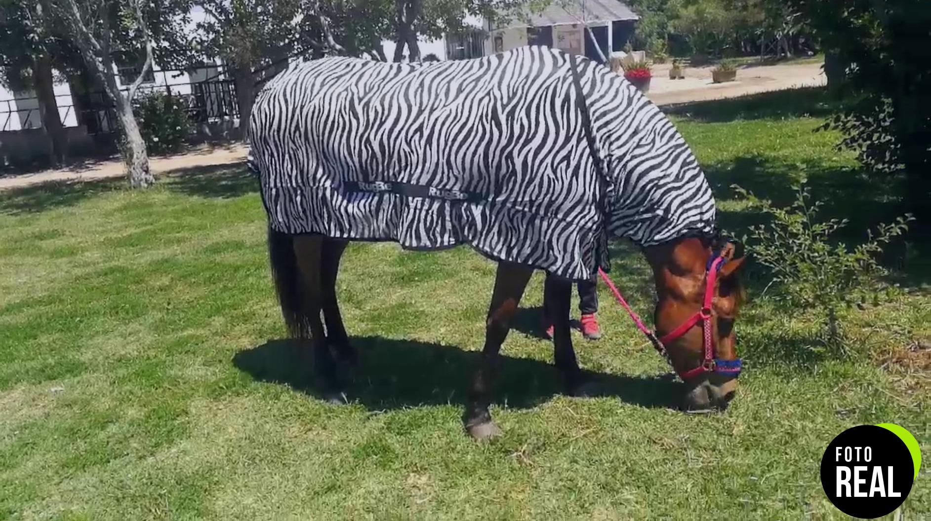 excellent-manta-caballo-moscas-zebra-185cm-foto-1
