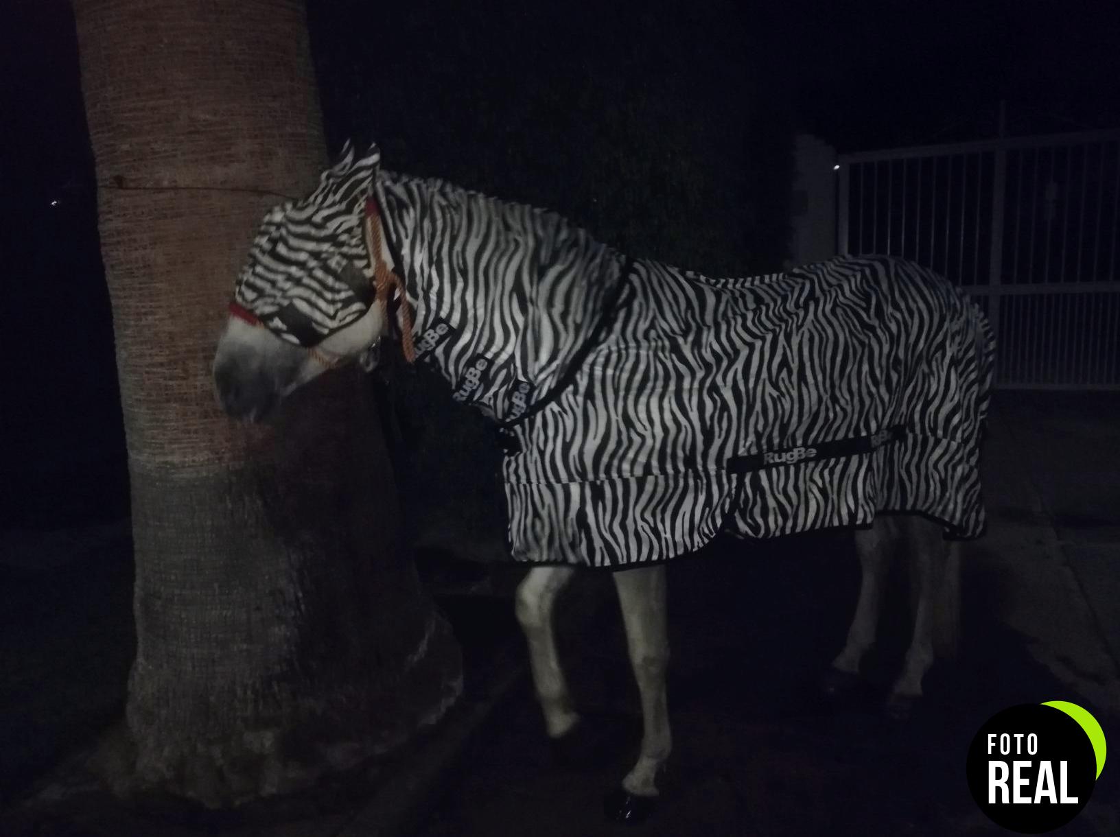 excellent-manta-caballo-moscas-zebra-185cm-foto-2