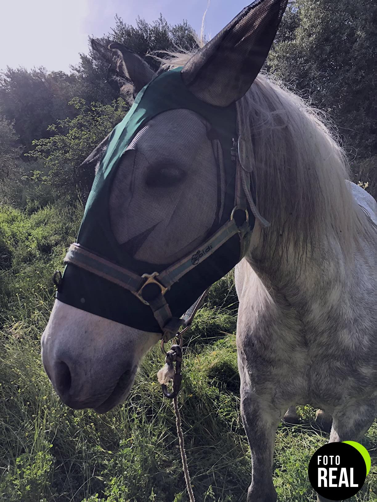 mascara-mosca-caballo-harrison-howard-tribal-foto-3