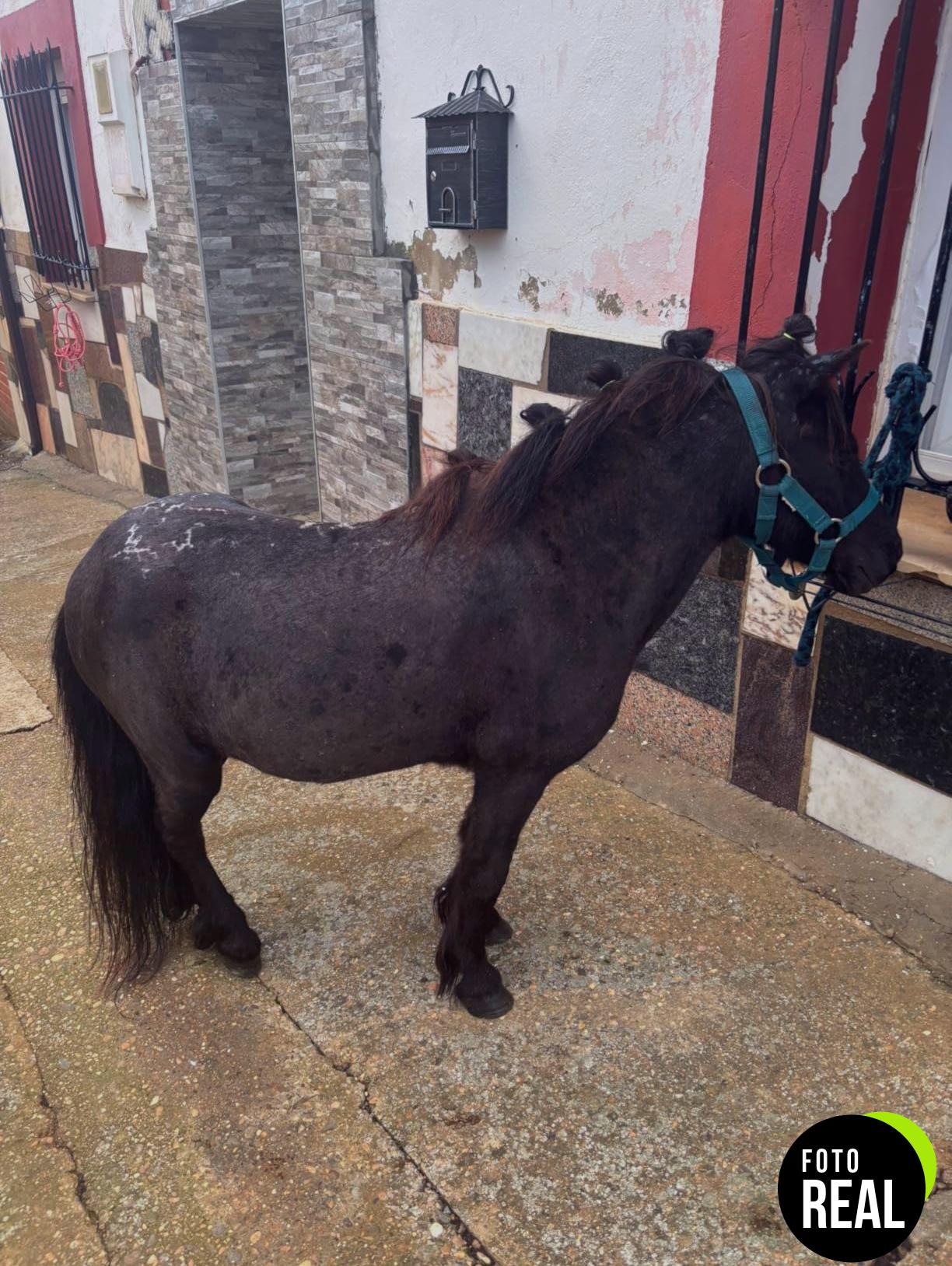 nobleza-esquiladora-caballo-550w-foto-1