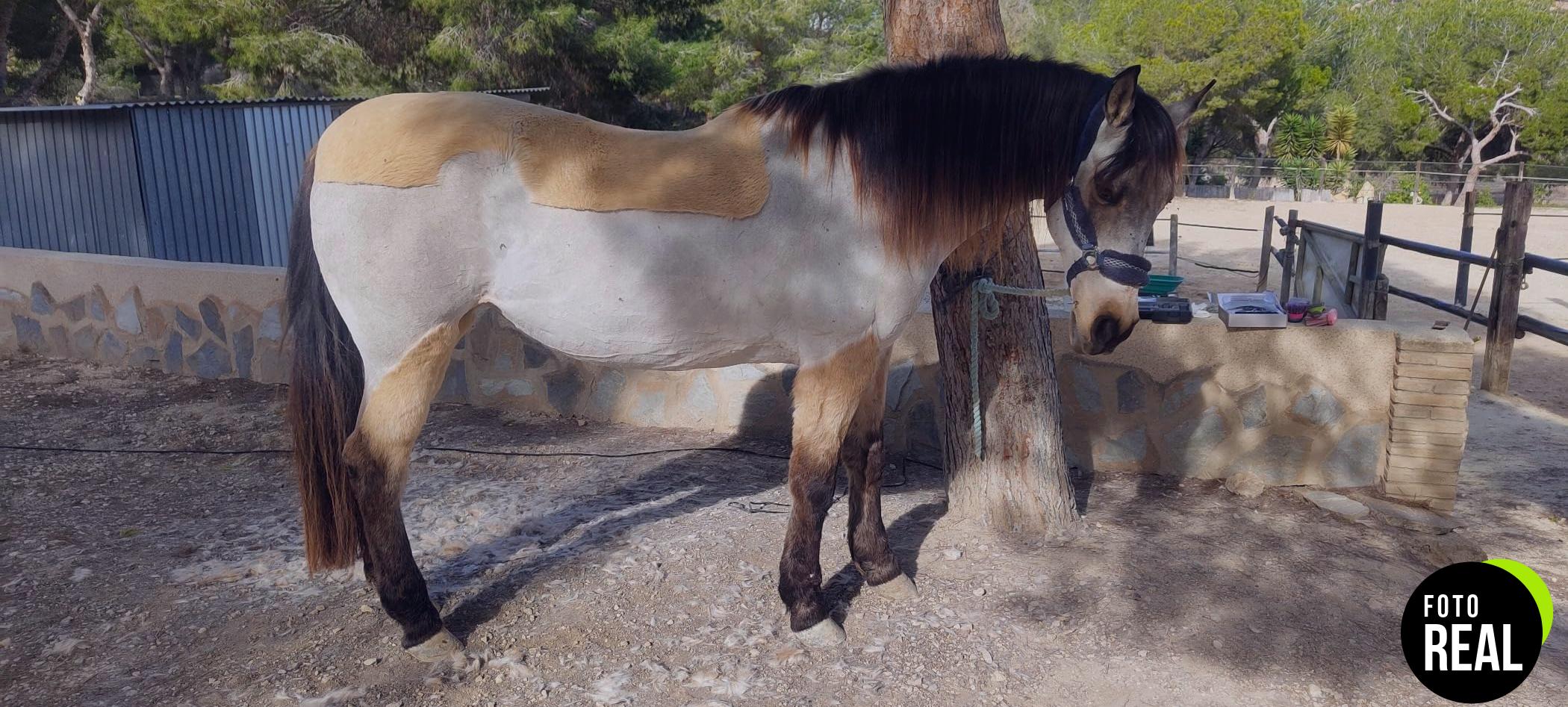 nobleza-esquiladora-caballo-550w-foto-2